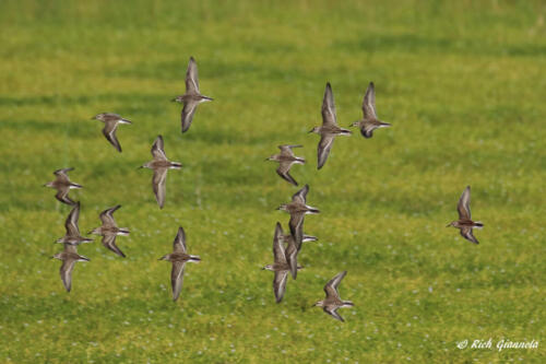 Semipalmated Sandpipers in formation