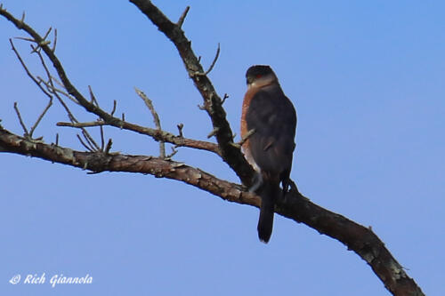 Sharp-Shinned Hawk