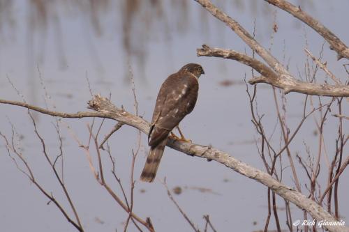 Sharp-Shinned Hawk