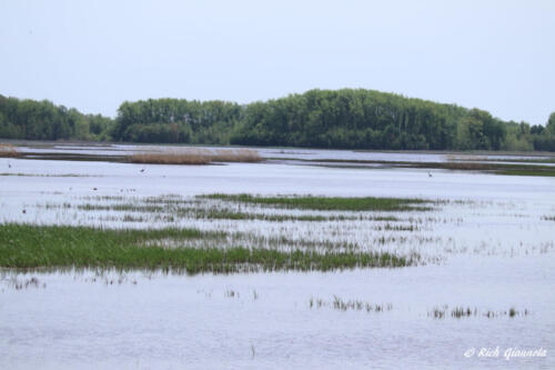 Shearness Pool at Bombay Hook NWR