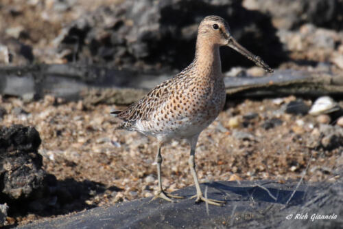 A Short-Billed Dowitcher on patrol