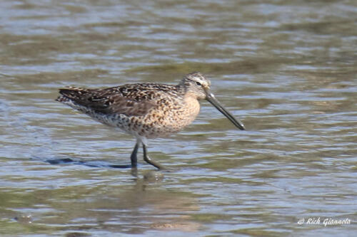 This Short-Billed Dowitcher is also muddy-billed