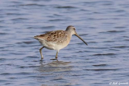 Short-Billed Dowitcher