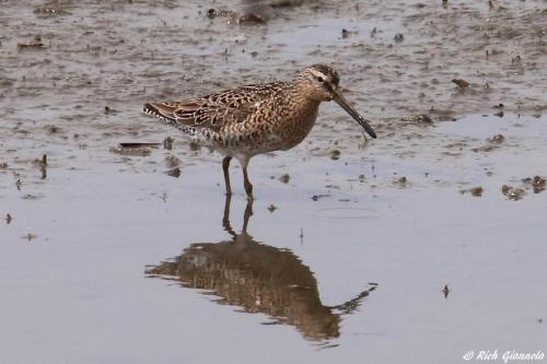 Short-Billed Dowitcher