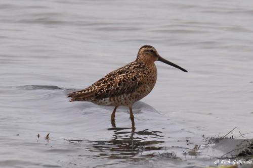 Short-Billed Dowitcher