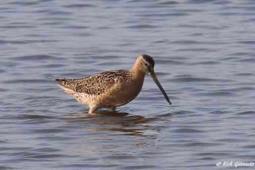 Short-Billed Dowitcher