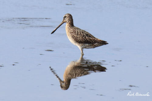 Short-Billed Dowitcher reflection in the water