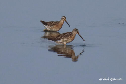 A pair of Short-Billed Dowitchers