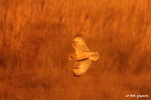 Short-Eared Owl