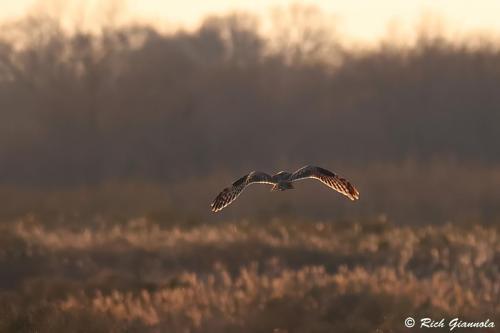 Short-Eared Owl