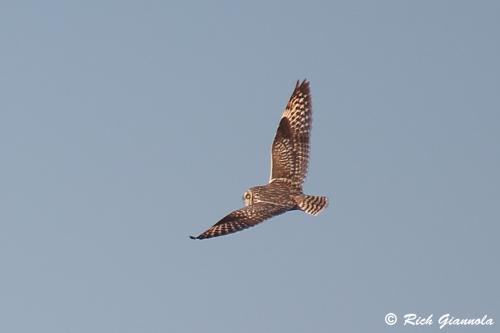 Short-Eared Owl