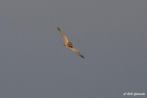 Short-Eared Owl hunting for food over the marsh