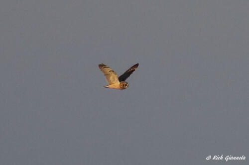 Short-Eared Owl hunting for food over the marsh