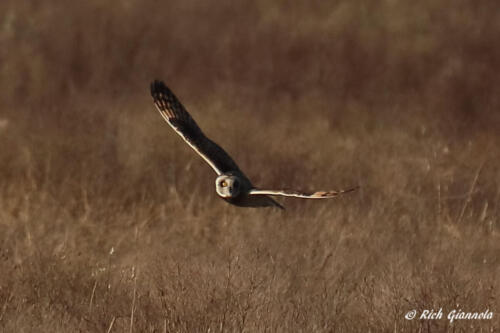 Short-Eared Owl hunting for food over the marsh