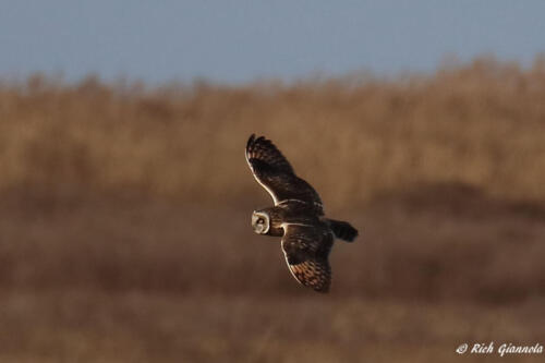 Short-Eared Owl hunting for food over the marsh