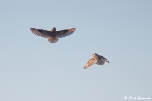 Short-Eared Owl and Northern Harrier