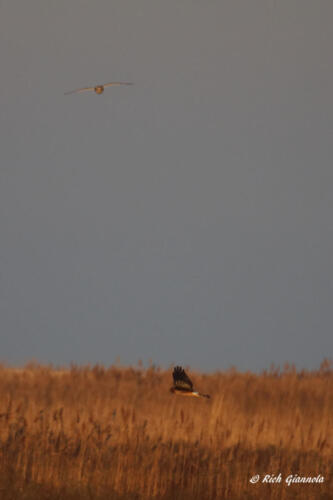 Short Eared Owl and Northern Harrier both on the hunt