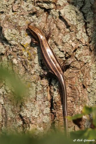 Skink