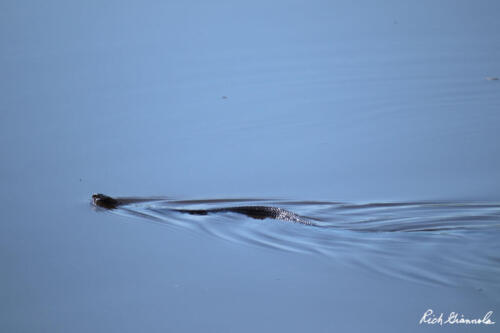 Snake swimming alongside the Dike Trail in Prime Hook NWR