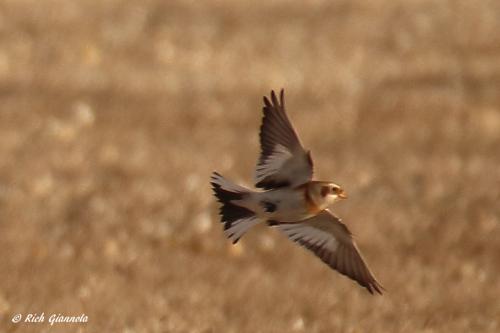 Snow Bunting