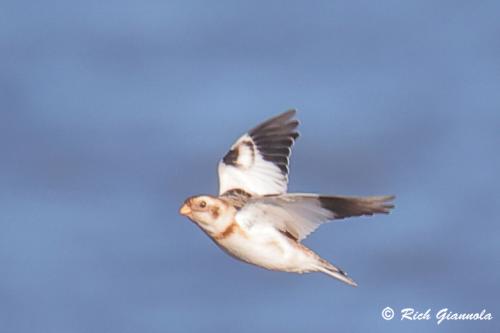 Snow Bunting