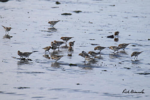 Group of Snow Buntings searching in the low tide for food