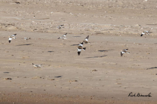 A flock of Snow Buntings landing on the beach