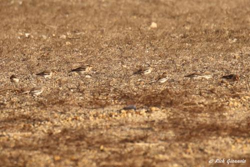 Snow Buntings