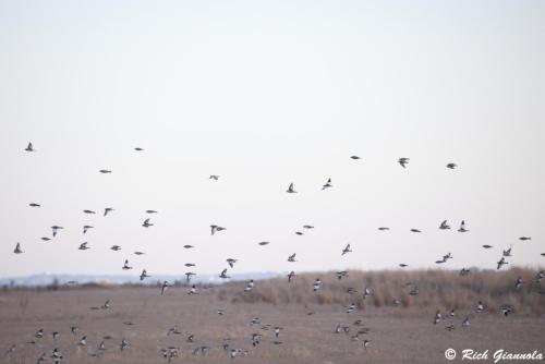 Snow Buntings