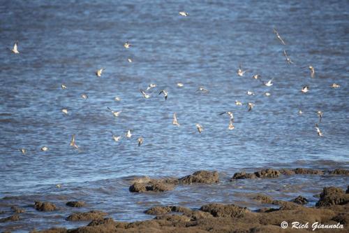 Snow Buntings