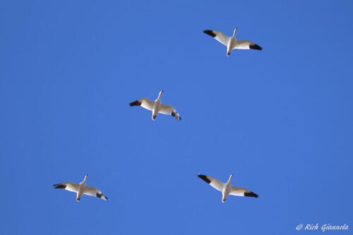 Snow Geese