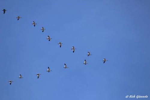 Snow Geese