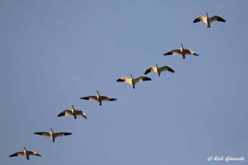 Snow Geese