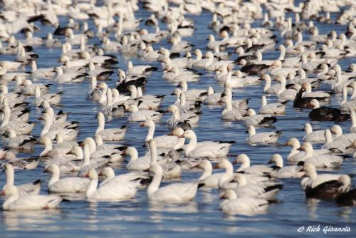 Snow Geese