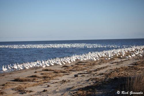 Snow Geese