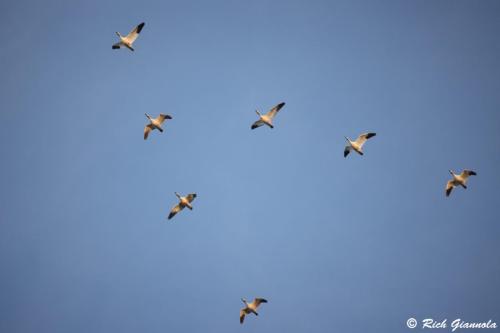 Snow Geese