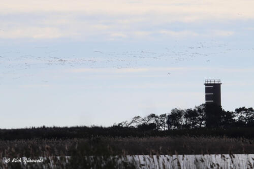 Snow Geese  Flying by one of Cape Henlopen's WW II observation towers