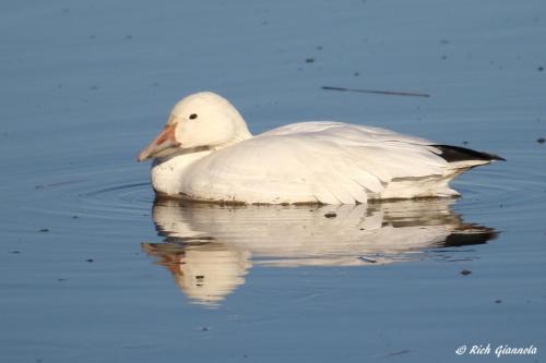 Snow Goose