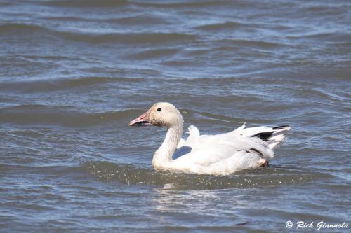 Snow Goose