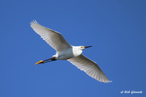 Snowy Egret overhead!