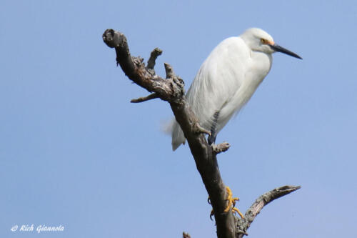 A Snowy Egret with a topside view