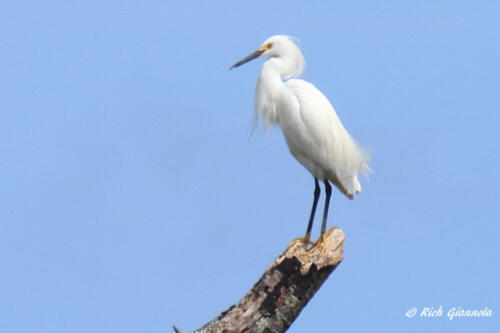 A Snowy Egret perched high on a branch