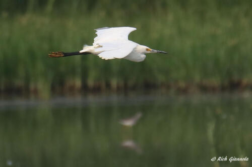 A Snowy Egret on cruise control