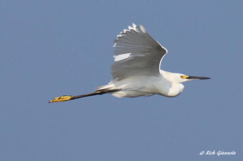 Airborne Snowy Egret