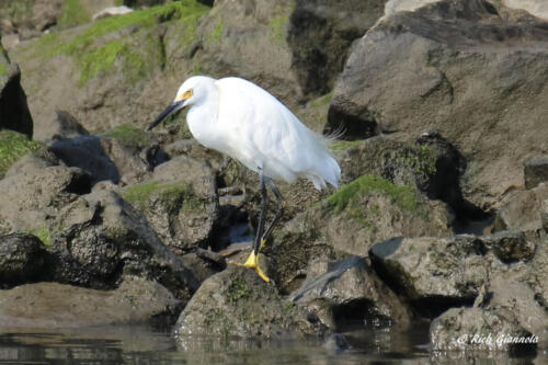 Snowy Egret fishing from the rocks