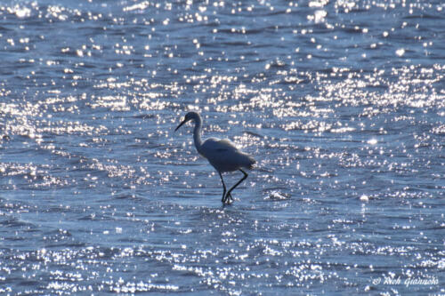 Snowy Egret in shining water