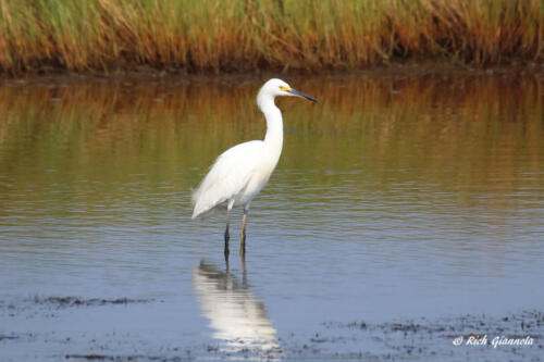 Snowy Egret posing for me