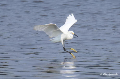 A Snowy Egret makes a soft landing