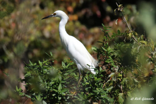 Snowy Egret posing