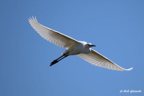 Snowy Egret gliding